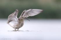 Grosser Brachvogel